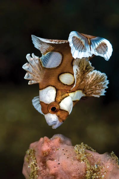 Indonesia: A Juvenile Many Spotted Sweetlip Fish, Indonesia by Bruce Shafer