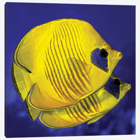A Pair Of Masked Butterflyfish Canvas Print #TRK3643} by Bruce Shafer Canvas Print