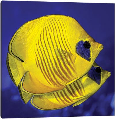 A Pair Of Masked Butterflyfish Canvas Art Print - Bruce Shafer