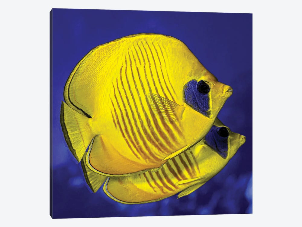 A Pair Of Masked Butterflyfish by Bruce Shafer 1-piece Canvas Art