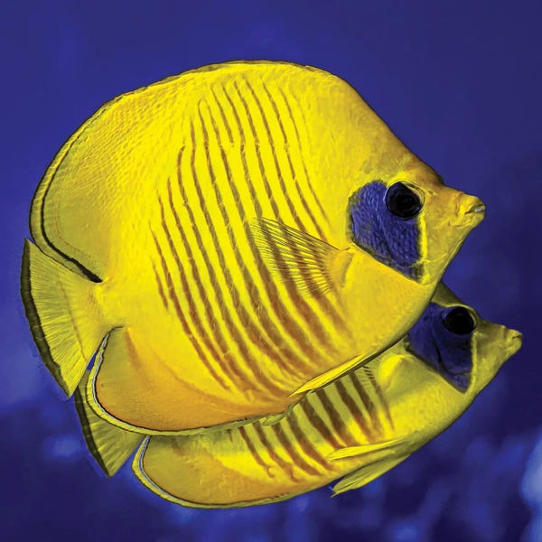 Bruce Shafer: A Pair Of Masked Butterflyfish by Bruce Shafer