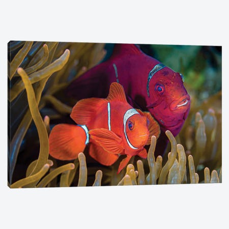 A Pair Of Spinecheek Anemone Fish Canvas Print #TRK3644} by Bruce Shafer Canvas Artwork