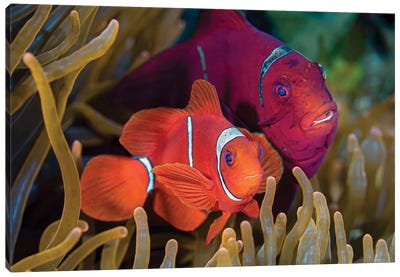 A Pair Of Spinecheek Anemone Fish Canvas Art Print - Bruce Shafer