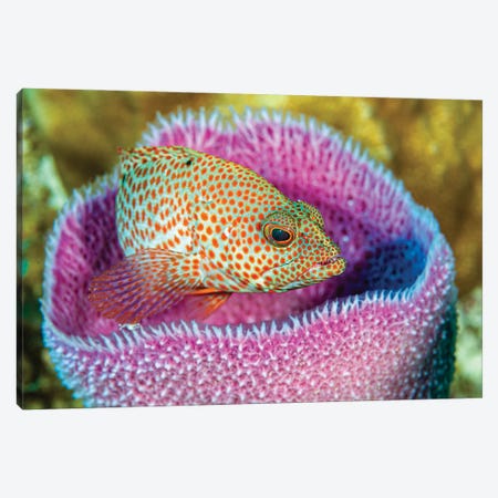 A Young Grays By Fish In An Azure Vase Sponge, Little Cayman Island Canvas Print #TRK3646} by Bruce Shafer Canvas Wall Art
