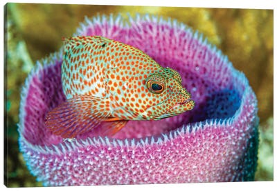 A Young Grays By Fish In An Azure Vase Sponge, Little Cayman Island Canvas Art Print - Bruce Shafer