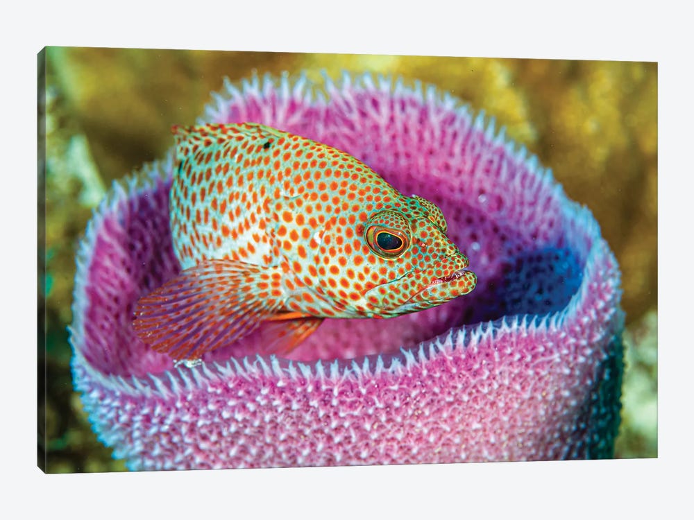 A Young Grays By Fish In An Azure Vase Sponge, Little Cayman Island by Bruce Shafer 1-piece Art Print