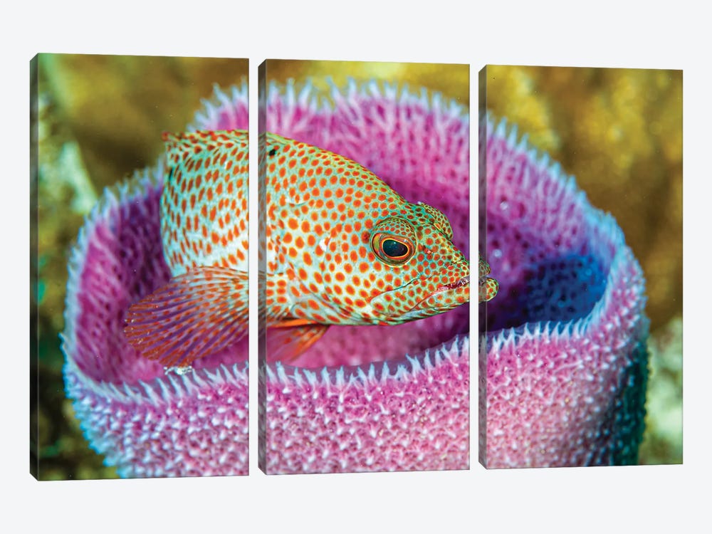 A Young Grays By Fish In An Azure Vase Sponge, Little Cayman Island by Bruce Shafer 3-piece Art Print