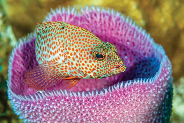 Cayman Islands: A Young Grays By Fish In An Azure Vase Sponge, Little Cayman Island by Bruce Shafer