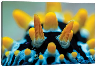 Close Up Shot Of A Phyllidia Picta Nudibranch, Anilao, Philippines Canvas Art Print - Bruce Shafer