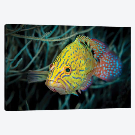 Colorful Coral Grouper, Maldives Canvas Print #TRK3649} by Bruce Shafer Canvas Print