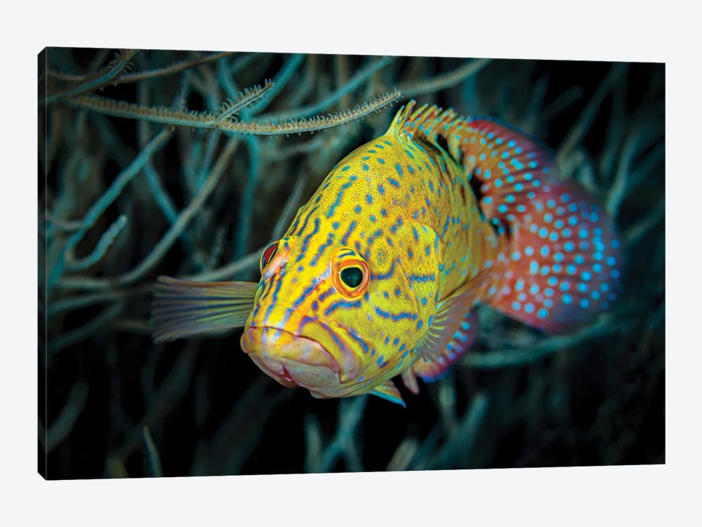 Colorful Coral Grouper, Maldives by Bruce Shafer 1-piece Canvas Art