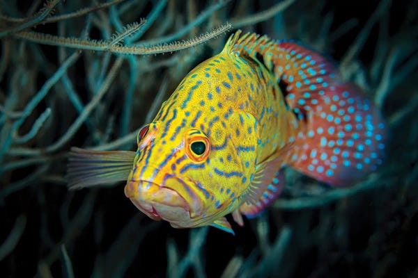 Maldives: Colorful Coral Grouper, Maldives by Bruce Shafer