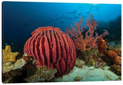 Colorfull Barrel Sponge Reef Scene, Indonesia Canvas Art Print - Bruce Shafer