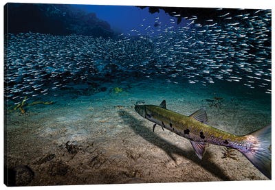 Great Barracuda With Silversides, Herrings And Anchovies, Cuba Canvas Art Print