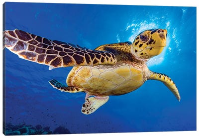 Hawksbill Sea Turtle Swimming In The Red Sea Canvas Art Print - Bruce Shafer