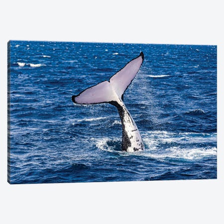 Humpback Whale Calf Learning To Slap The Water Surface Canvas Print #TRK3656} by Bruce Shafer Art Print