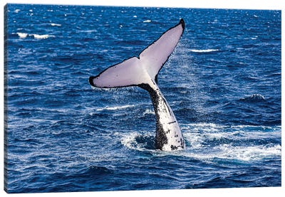 Humpback Whale Calf Learning To Slap The Water Surface Canvas Art Print