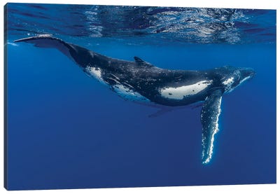 Humpback Whale Calf Playing At The Surface I Canvas Art Print