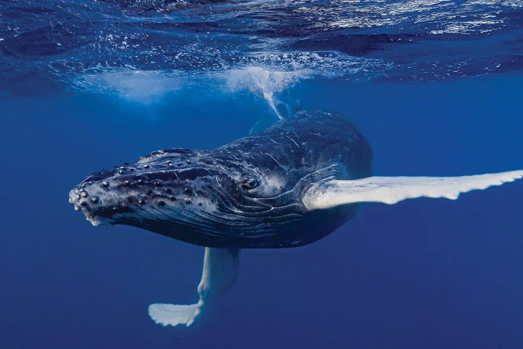 Humpback Whale Calf Playing At The Surface II