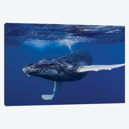 Humpback Whale Calf Playing At The Surface II Canvas Print #TRK3658} by Bruce Shafer Canvas Art