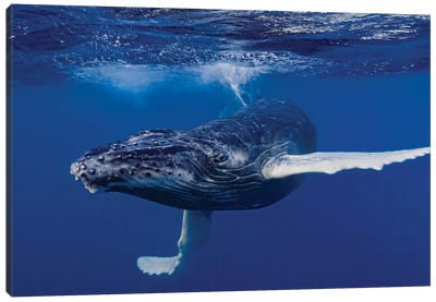 Humpback Whale Calf Playing At The Surface II Canvas Art Print - Humpback Whale Art