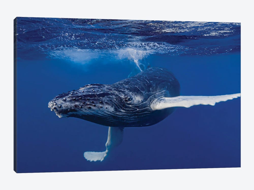 Humpback Whale Calf Playing At The Surface II by Bruce Shafer 1-piece Canvas Art