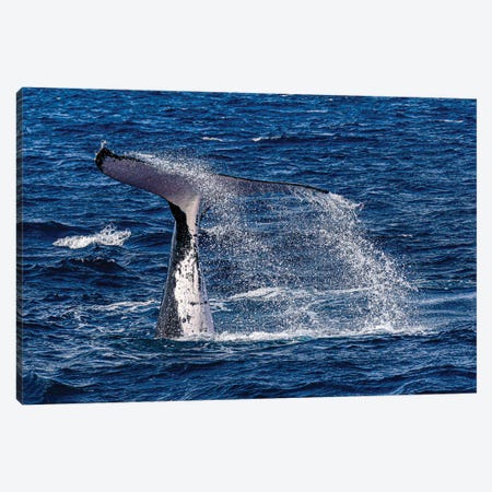 Humpback Whale Calf Tail Slapping The Water Surface Canvas Print #TRK3659} by Bruce Shafer Canvas Art