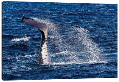 Humpback Whale Calf Tail Slapping The Water Surface Canvas Art Print - Bruce Shafer