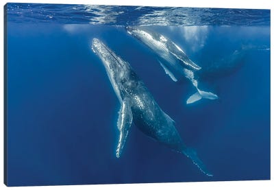 Humpback Whale Mother And Her Calf I Canvas Art Print