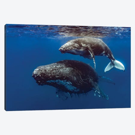 Humpback Whale Mother And Her Calf II Canvas Print #TRK3661} by Bruce Shafer Canvas Print