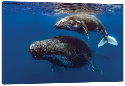 Humpback Whale Mother And Her Calf II Canvas Art Print - Whale Art