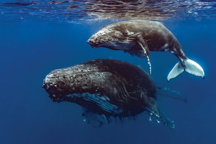 Humpback Whale Mother And Her Calf II