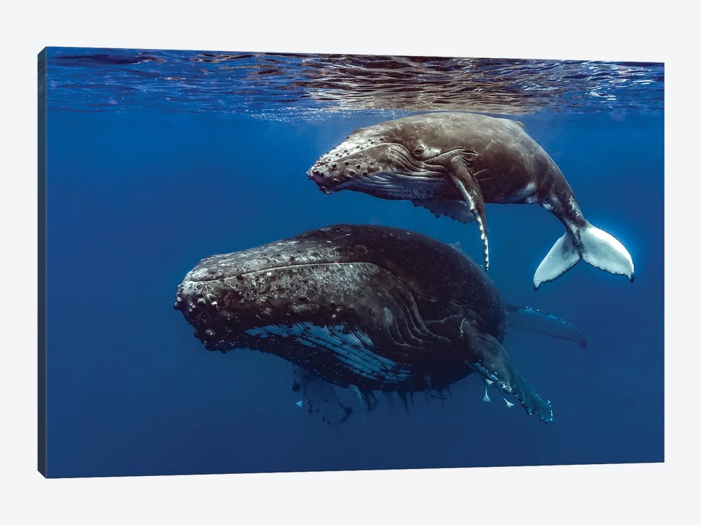 Humpback Whale Mother And Her Calf II by Bruce Shafer 1-piece Canvas Artwork