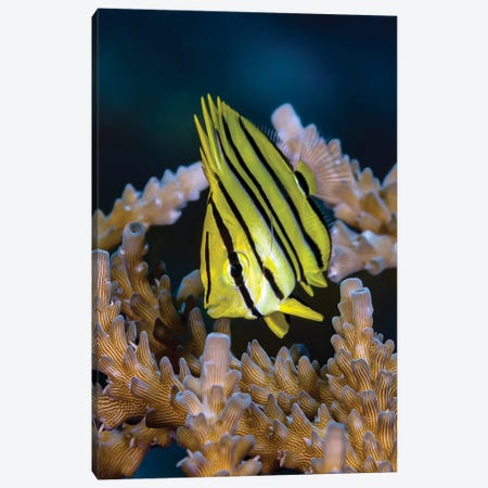 Juvenile Eight Banded Butterfly Fish, Kimbe Bay, Papua New Guinea Canvas Print #TRK3662} by Bruce Shafer Art Print