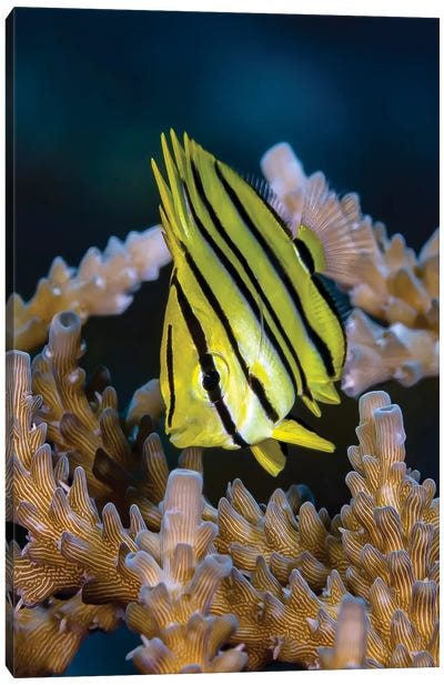 Juvenile Eight Banded Butterfly Fish, Kimbe Bay, Papua New Guinea Canvas Art Print