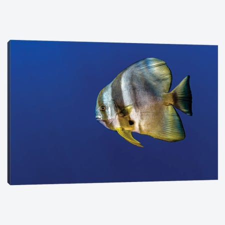 Longfin Spadefish Canvas Print #TRK3663} by Bruce Shafer Art Print