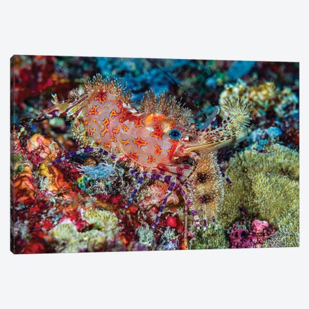 Marbled Shrimp Complex, Kimbe Bay, Papua New Guinea Canvas Print #TRK3665} by Bruce Shafer Canvas Wall Art