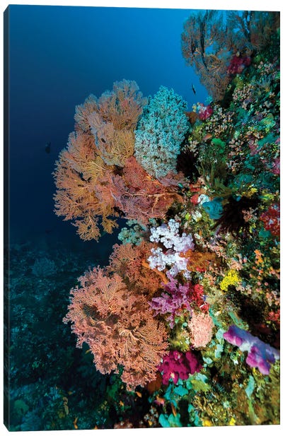 Reef Scene In Halmahera, Indonesia I Canvas Art Print - Coral Art