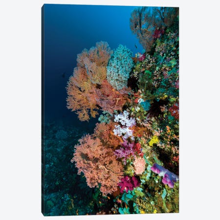 Reef Scene In Halmahera, Indonesia I Canvas Print #TRK3666} by Bruce Shafer Canvas Wall Art