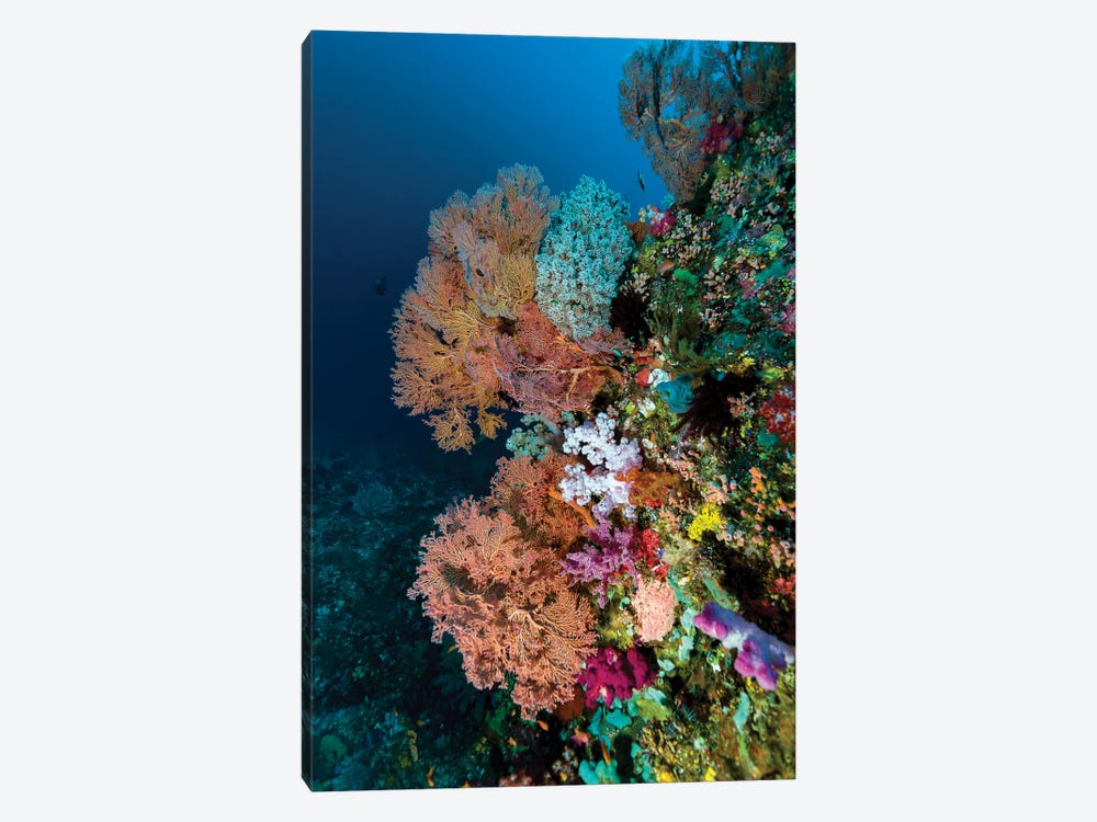Reef Scene In Halmahera, Indonesia I by Bruce Shafer 1-piece Canvas Print