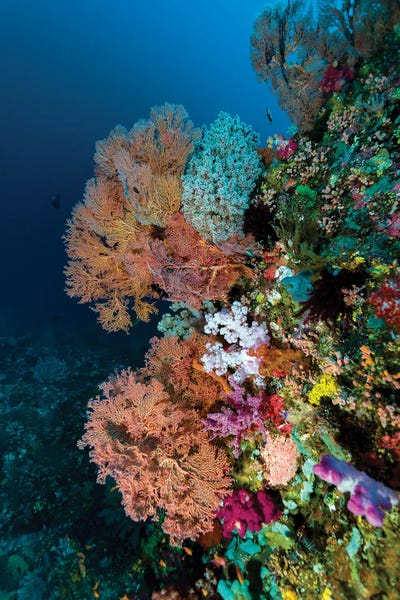 Indonesia: Reef Scene In Halmahera, Indonesia I by Bruce Shafer
