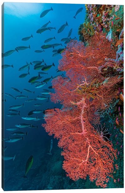 Reef Scene In Halmahera, Indonesia II Canvas Art Print - Bruce Shafer