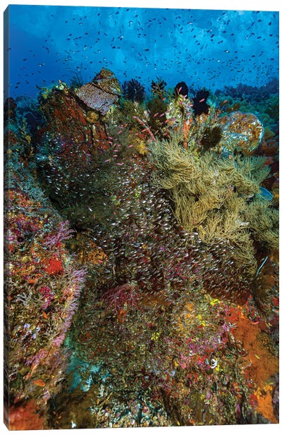 Reef Scene In Halmahera, Indonesia III Canvas Art Print - Bruce Shafer