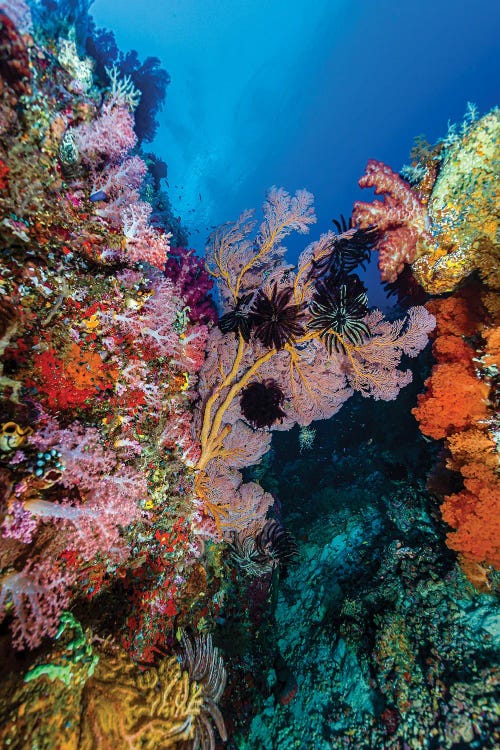 Reef Scene In Halmahera, Indonesia IV