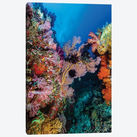 Reef Scene In Halmahera, Indonesia IV Canvas Print #TRK3669} by Bruce Shafer Canvas Print