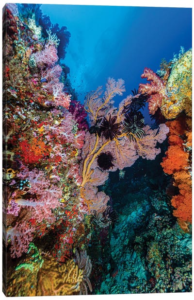 Reef Scene In Halmahera, Indonesia IV Canvas Art Print - Bruce Shafer