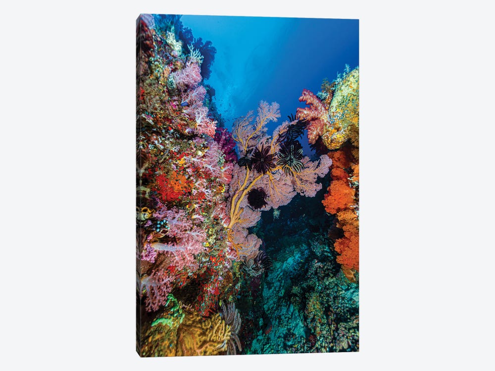 Reef Scene In Halmahera, Indonesia IV by Bruce Shafer 1-piece Canvas Artwork