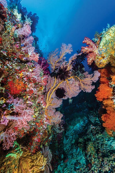 Indonesia: Reef Scene In Halmahera, Indonesia IV by Bruce Shafer