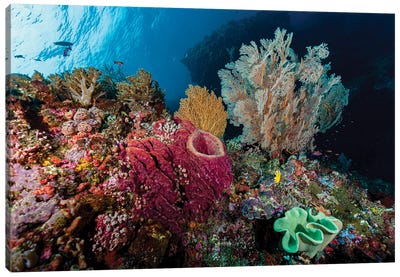 Reef Scene In Halmahera, Indonesia V Canvas Art Print