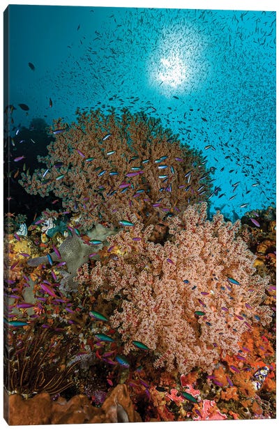 Reef Scene In Halmahera, Indonesia VI Canvas Art Print - Bruce Shafer